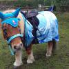 Nadia McGoverin 's Shetland Pony - Storm
