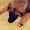 Steven Frieslander's German Shepherd Dog (Alsatian) - Echo
