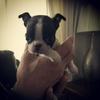 Sarah Wales's Boston Terrier - Boo