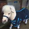 Lily Maggs's Shetland Pony - Avatar