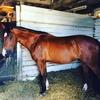 [REDACTED] [REDACTED]'s Hanoverian Horse - Sisko
