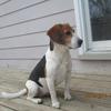 [REDACTED] [REDACTED]'s Beagle - Sadie