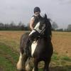 Lisa Watson's Gypsy Vanner Horse - Warrior