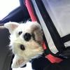 [REDACTED] [REDACTED]'s West Highland White Terrier - Millie