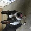 Ryan Selby's Boston Terrier - Oliver