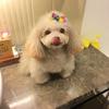 Christina  Wong's Poodle - Coco