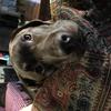 Paula Steele's Labrador Retriever - Oscar