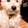 Sylvia Obrien's West Highland White Terrier - Angus