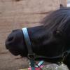 Sarah Darvill's Shetland Pony - Ollie