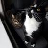 Josie Morrissey's Domestic longhair cat - Guinness