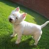 [REDACTED] [REDACTED]'s West Highland White Terrier - Daisy