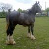 [REDACTED] [REDACTED]'s Shire Horse - Shadow
