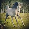 Sharon Macnaught's Arabian Horse - Thowra