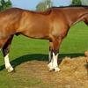 Jenna Shimmin's Clydesdale Horse - Gazby
