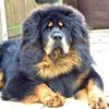 Katerina Ruzickova's Tibetan Mastiff - Charlie