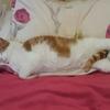 Philip Ruffley's Domestic longhair cat - Max
