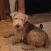 liz brinkhurst's Welsh Terrier - Dylan