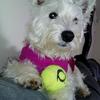 Lynne Ellis's West Highland White Terrier - Jodie