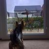 Audrius Balciunas's Yorkshire Terrier - Chico