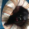 Helen Pullen's Domestic longhair cat - Blair