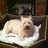 Peter Smith's West Highland White Terrier - Pippie