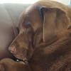 Heidi Anderson 's Labrador Retriever - Whispa