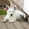 David McNair's West Highland White Terrier - Lily