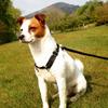 Kerry Hammond's Jack Russell Terrier - Milo