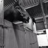 Jan Smith (davejanbewdley)'s Irish Sport Horse - Percy