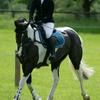 Angela Thomas's Irish Sport Horse - Ace