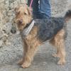 Ruth Linklater's Airedale Terrier - Daisy
