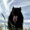 Gareth Tan's German Shepherd Dog (Alsatian) - Schauble