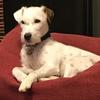 Kelvin Martin's Jack Russell Terrier - Sparky