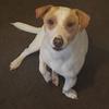 Heather Pace's Jack Russell Terrier - Ziggy