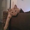 Thomas Jackson's Domestic longhair cat - Alfie