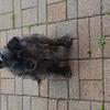 Debbie Green's Cairn Terrier - Rascal