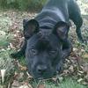 Hayley Palmer's Staffordshire Bull Terrier - Billie