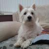 Deborah White's West Highland White Terrier - Rosie
