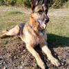 Daran Smith's German Shepherd Dog (Alsatian) - Dodger