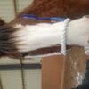 Jennifer Spiers's Clydesdale Horse - Jenny