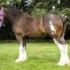 Jennifer Spiers's Clydesdale Horse - Mucky