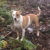 Jane Gavin's Staffordshire Bull Terrier - Ruby