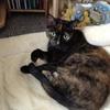 [REDACTED] [REDACTED]'s Domestic longhair cat - Jasmine