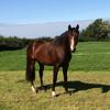 NATALIE REID (natalie050119)'s Irish Sport Horse - Percy