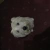 Sarah Asquith-Richardson's West Highland White Terrier - Lola