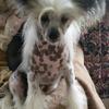 Anne Dennis's Chinese Crested - Kc