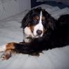 Hazel Hobday's Bernese Mountain Dog - Ellie