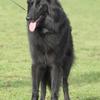 Valerie Oatley's Belgian Shepherd Dog (Groenendael) - Tosca