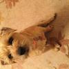 Grace Gallacher's Border Terrier - Binky