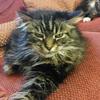 [REDACTED] [REDACTED]'s Domestic longhair cat - Barney